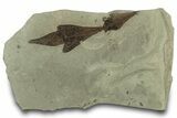 Eocene Fossil Balloon Vine (Cardiospermum) Leaf - Utah #323325-1